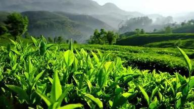 自然大气茶叶绿叶高清实拍